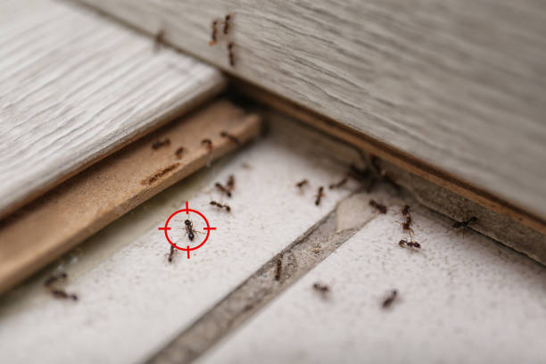 Best Ant Control Services  in Topeka, KS