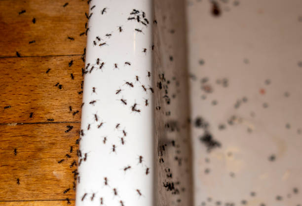 Professional Pest Control in Topeka, KS